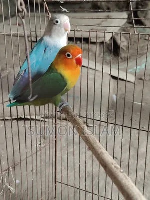 Love Bird
