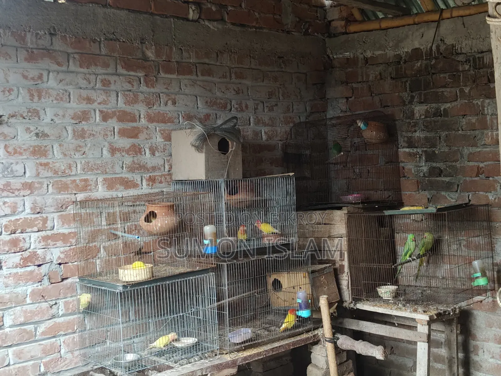 Love Bird