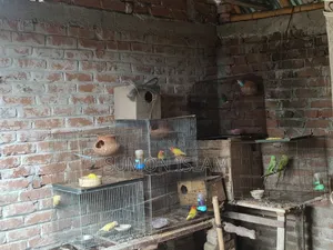 Love Bird