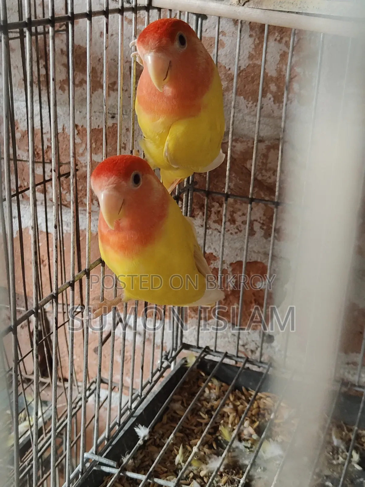 Love Bird
