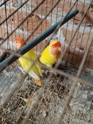 Love Bird