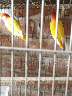 Love Bird