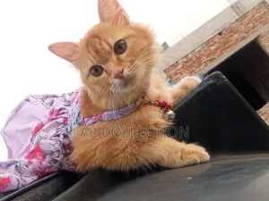 6-12 Months Female Purebred Persian Cat