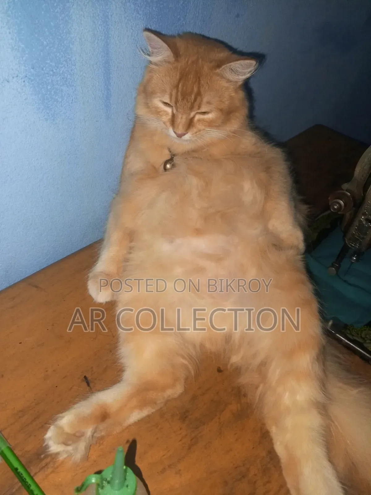 6-12 Months Female Purebred Persian Cat