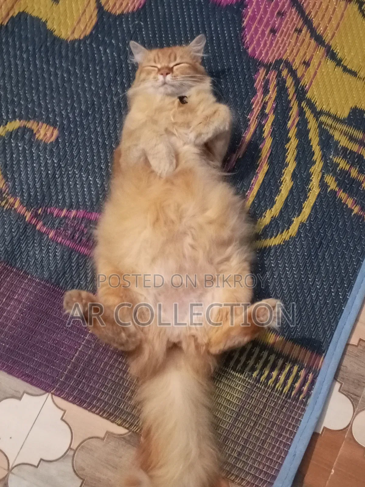 6-12 Months Female Purebred Persian Cat