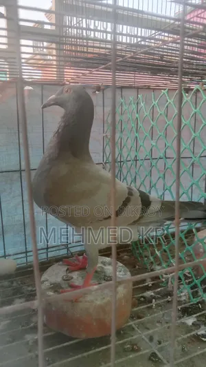 Racer Female