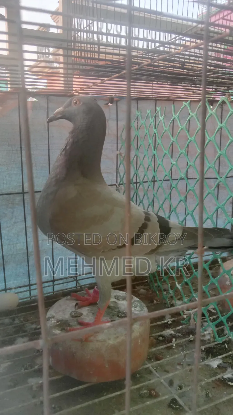 Racer Female