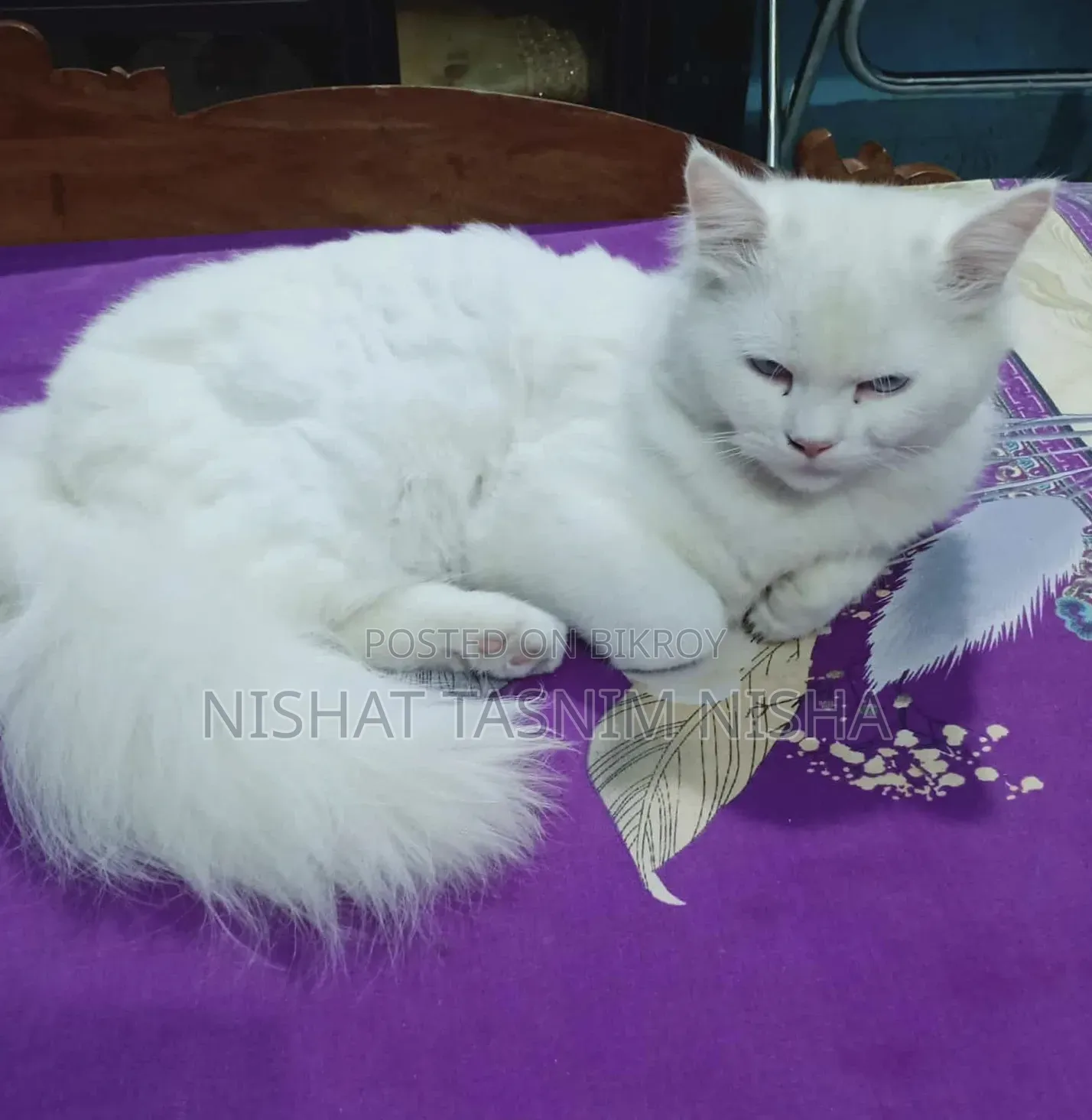 3-6 months Male Purebred Persian