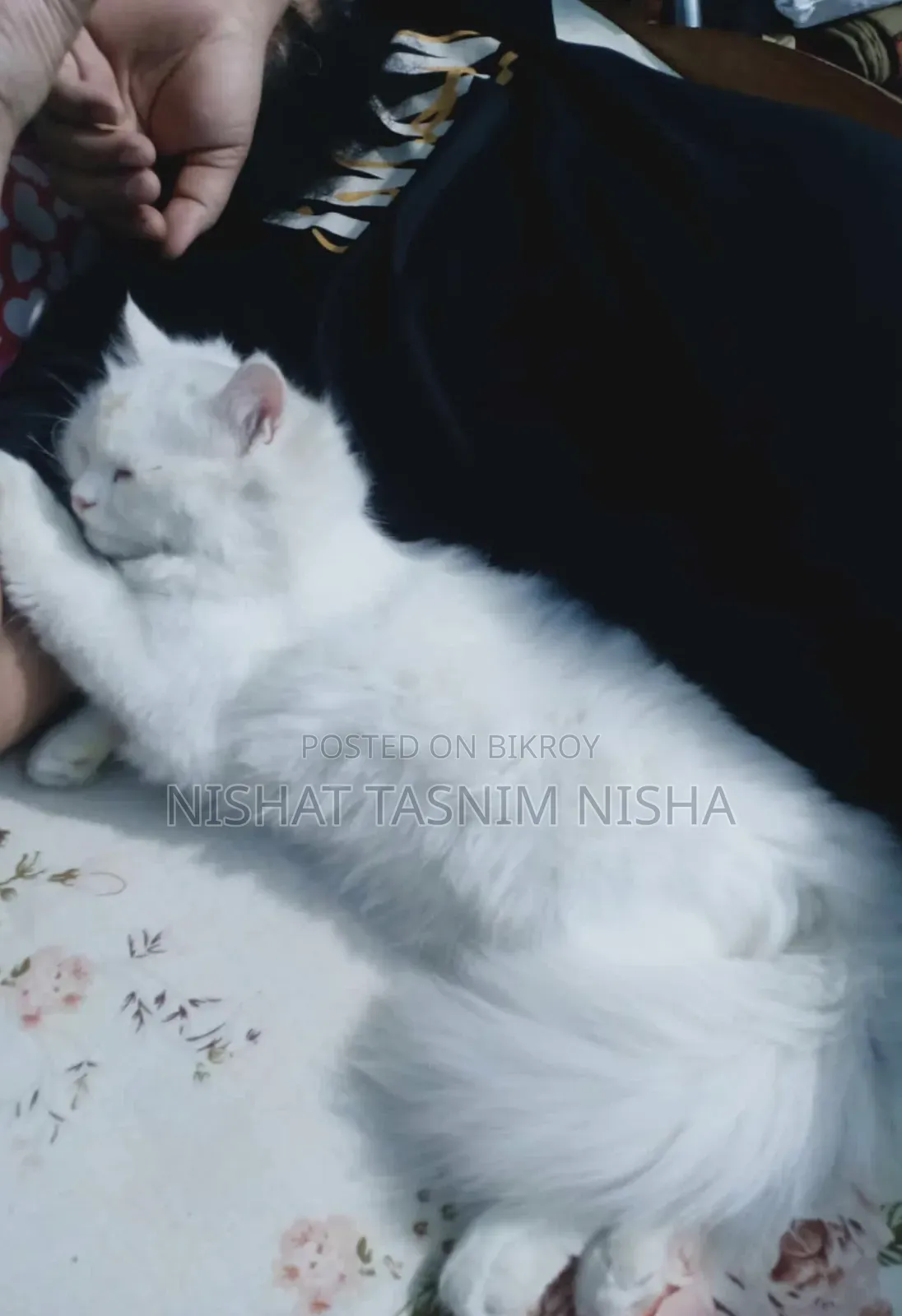 3-6 months Male Purebred Persian