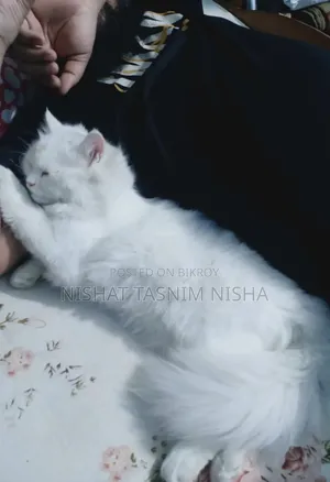 3-6 months Male Purebred Persian