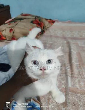 3-6 months Male Purebred Persian