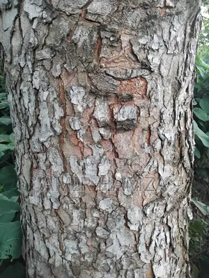 Mahogany Tree
