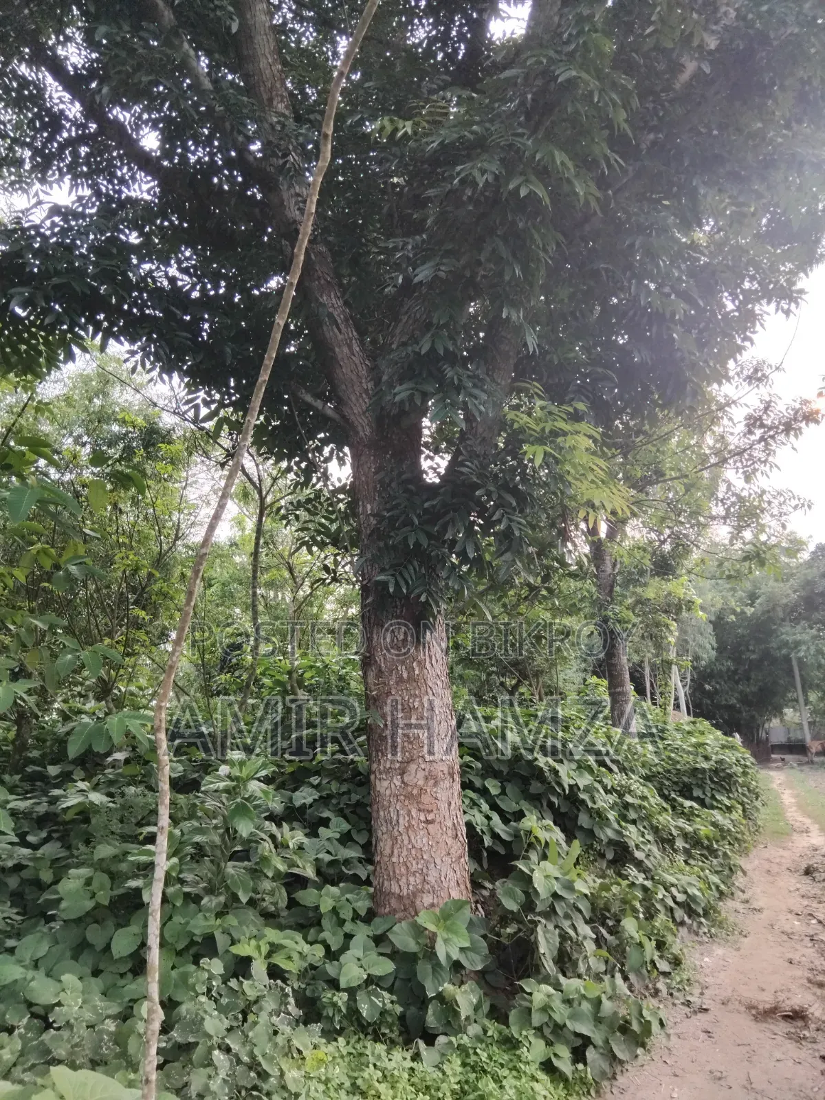 Mahogany Tree