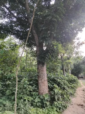 Mahogany Tree