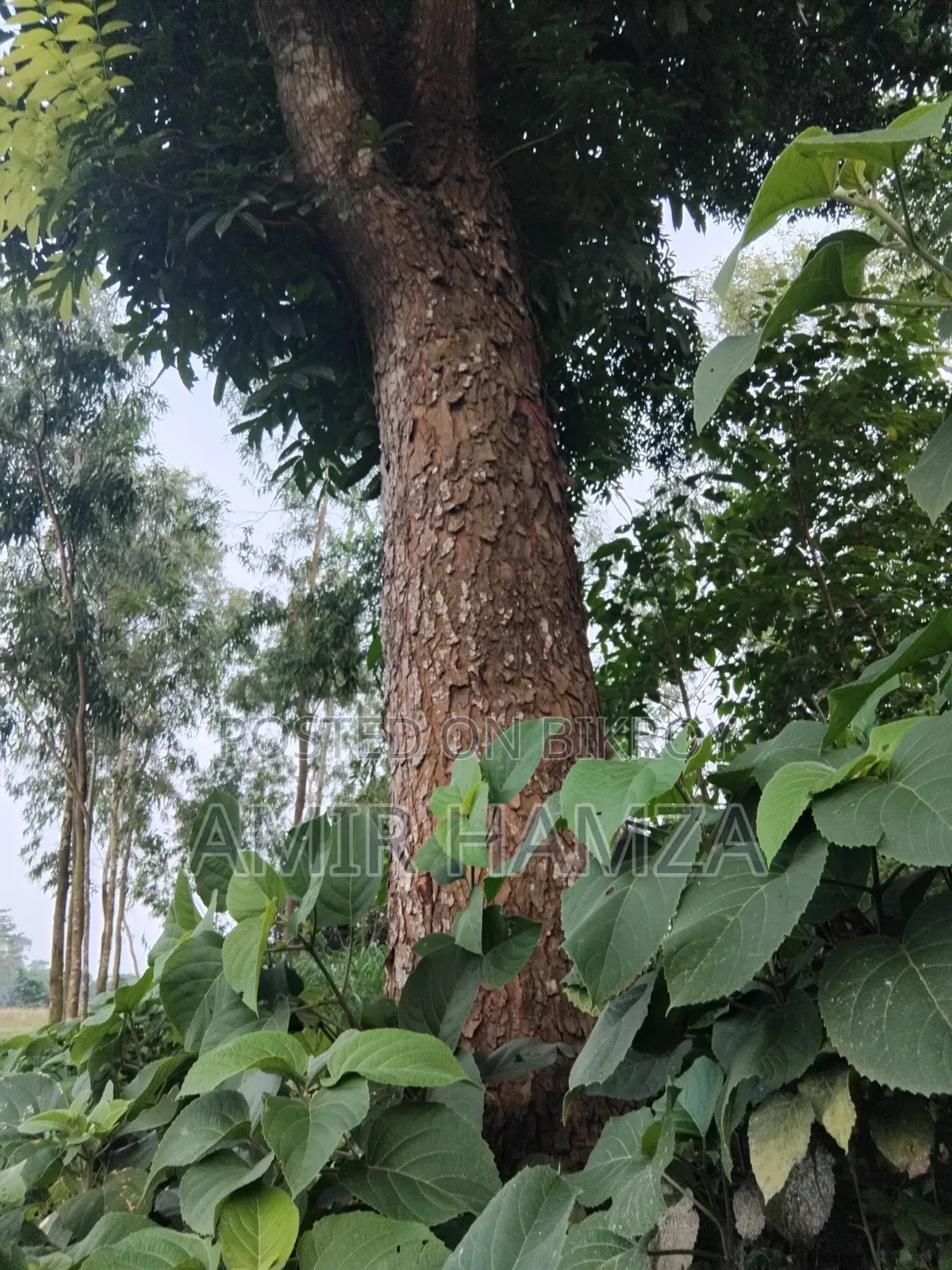 Mahogany Tree