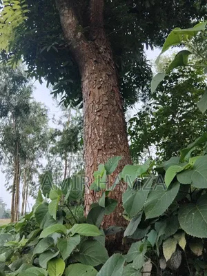 Mahogany Tree