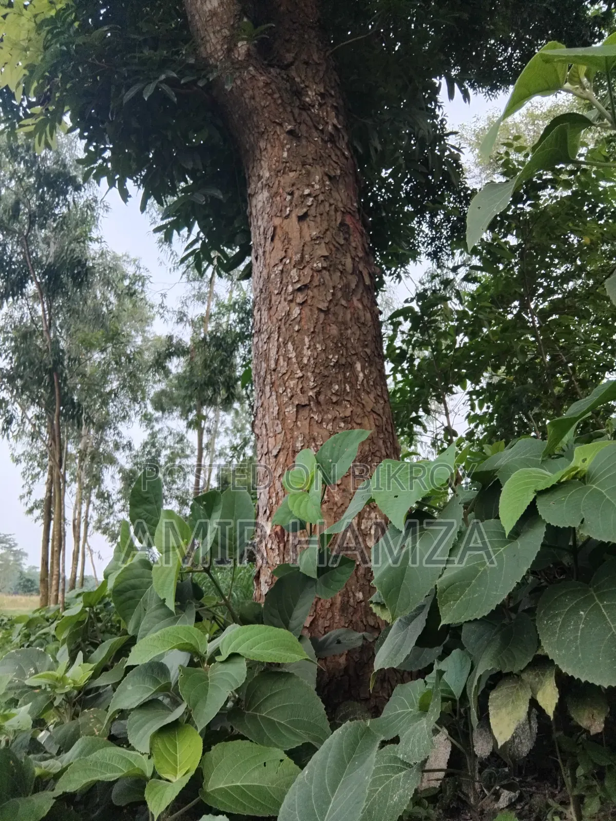 Mahogany Tree