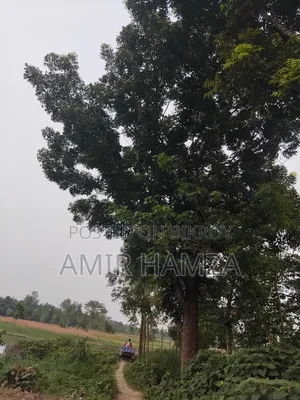 Mahogany Tree
