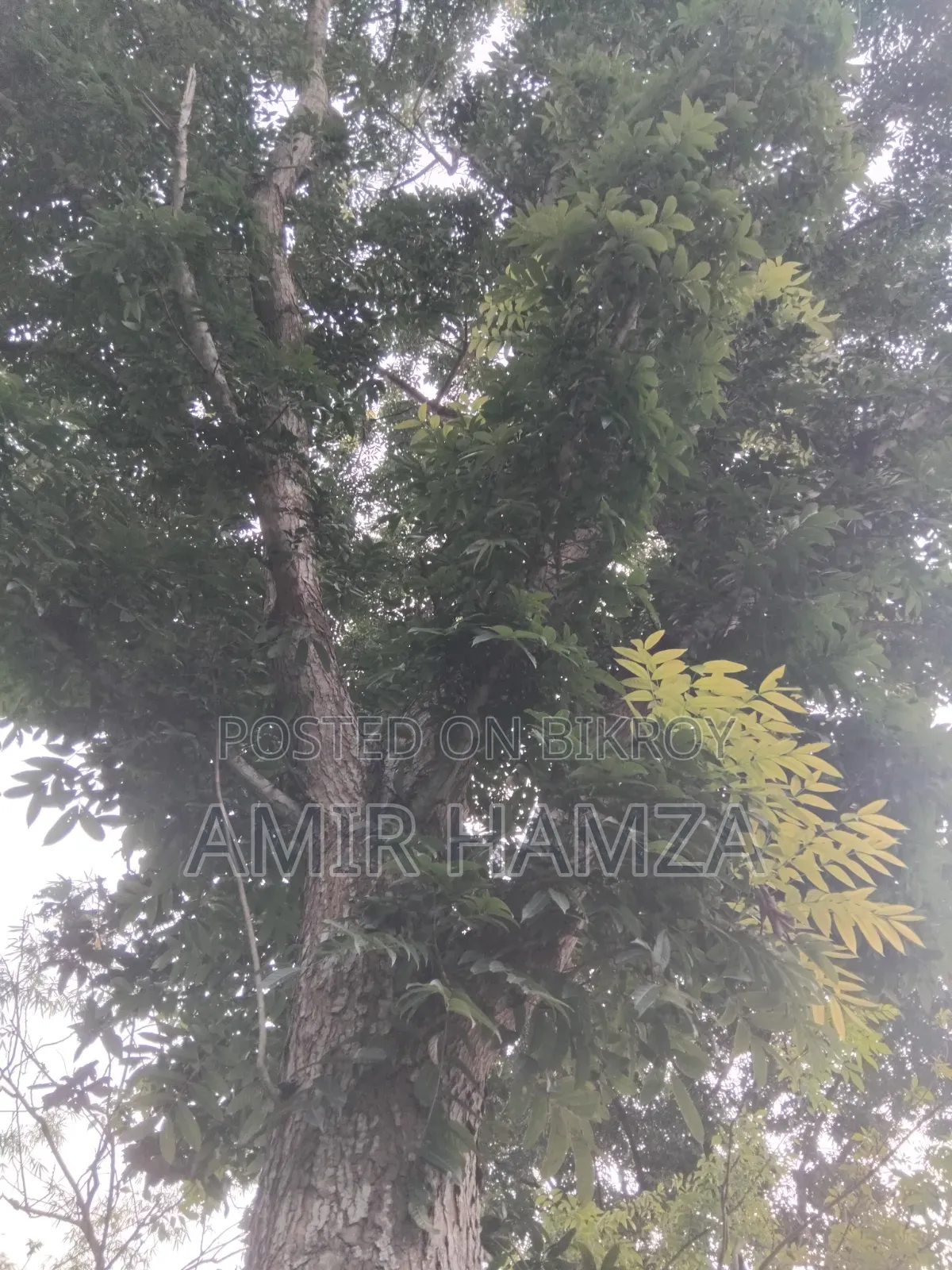 Mahogany Tree