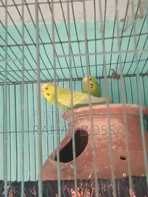 Cockatiel One Pair Bajrigar