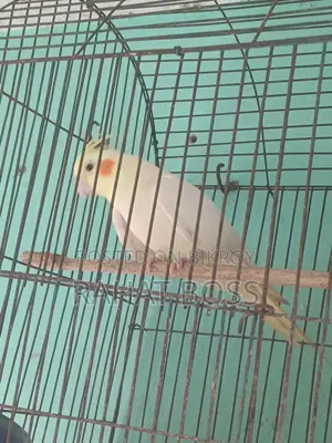 Cockatiel One Pair Bajrigar