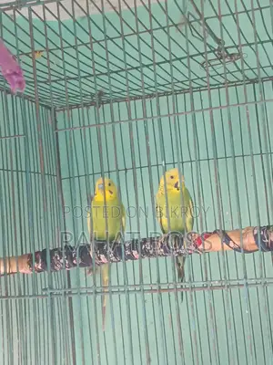 Cockatiel One Pair Bajrigar