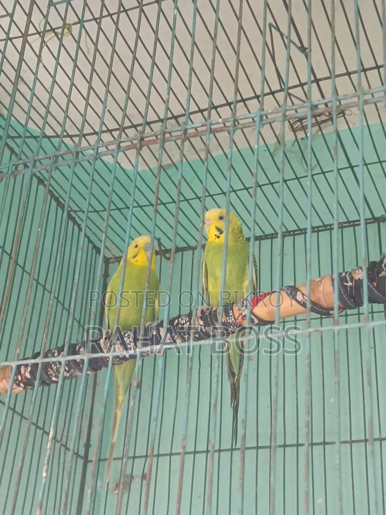 Cockatiel One Pair Bajrigar