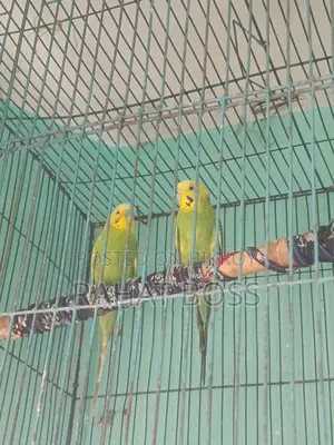 Cockatiel One Pair Bajrigar