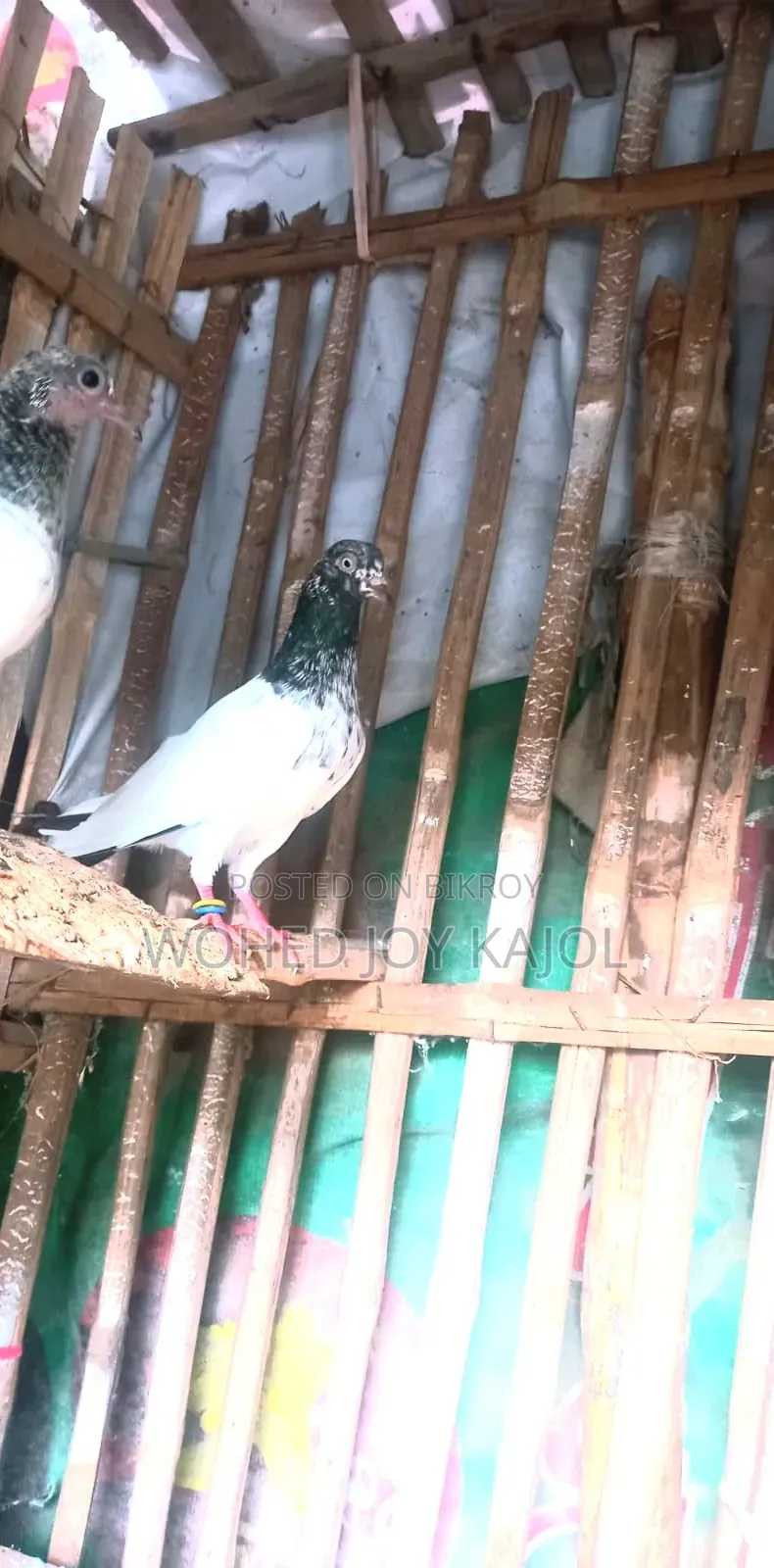 Teddy Male Pigeon