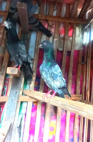 Teddy Male Pigeon