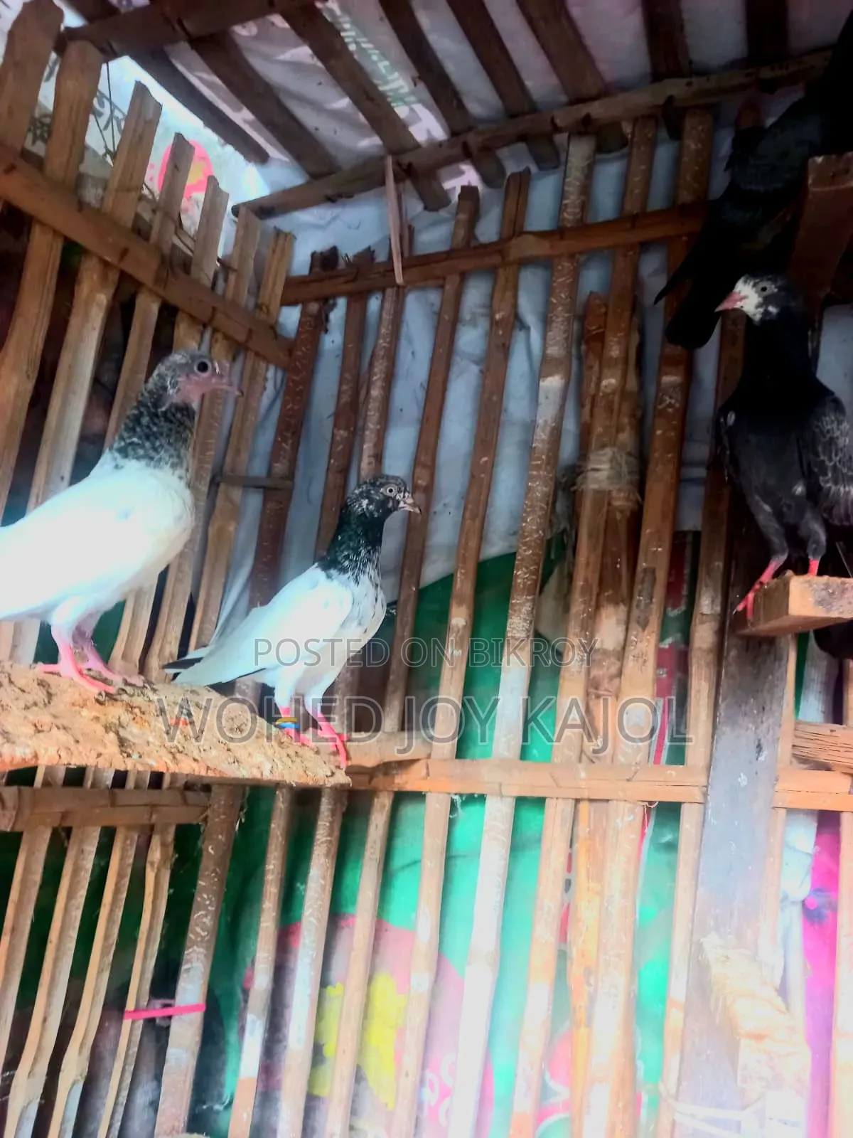 Teddy Male Pigeon