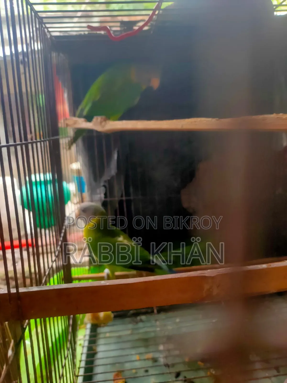 Parrot