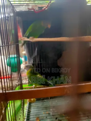 Parrot
