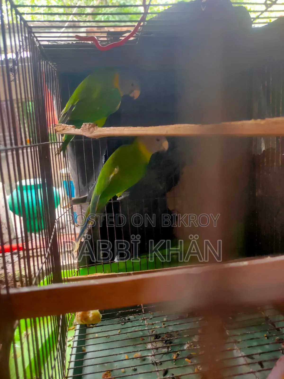 Parrot