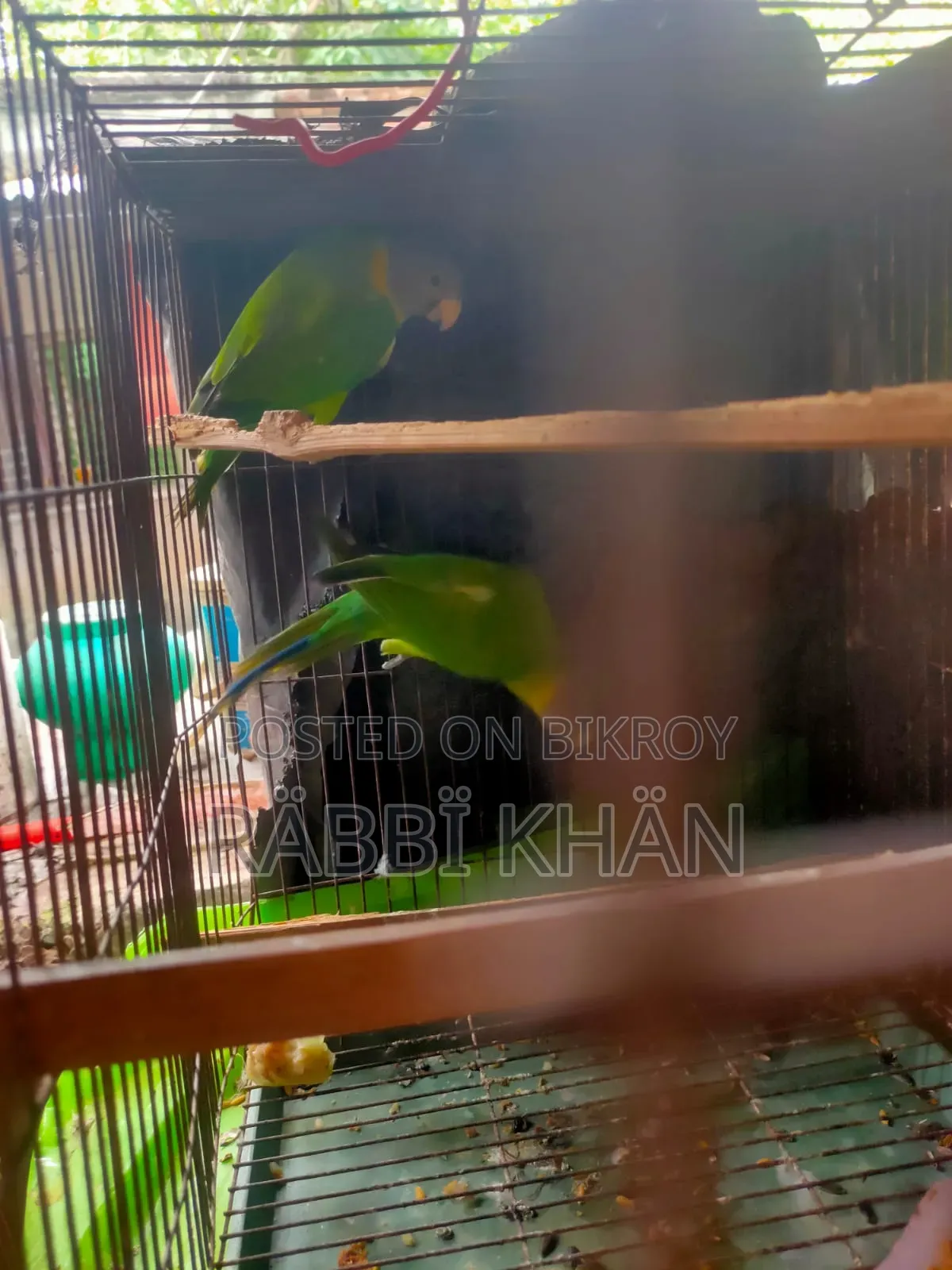 Parrot