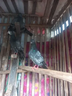 Teddy Male Pigeon