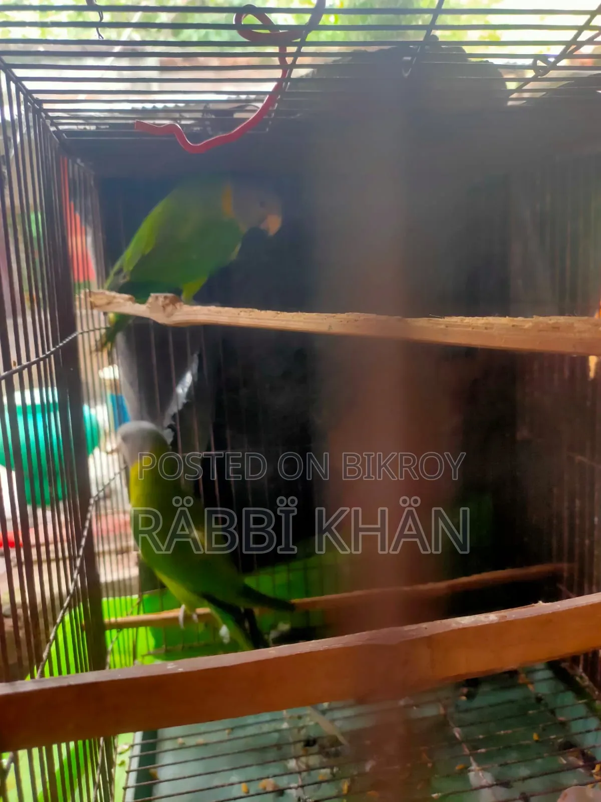 Parrot