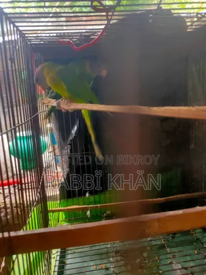 Parrot