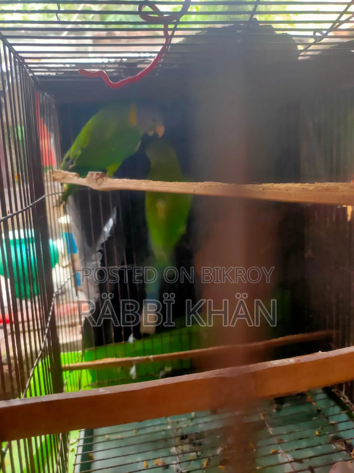 Parrot