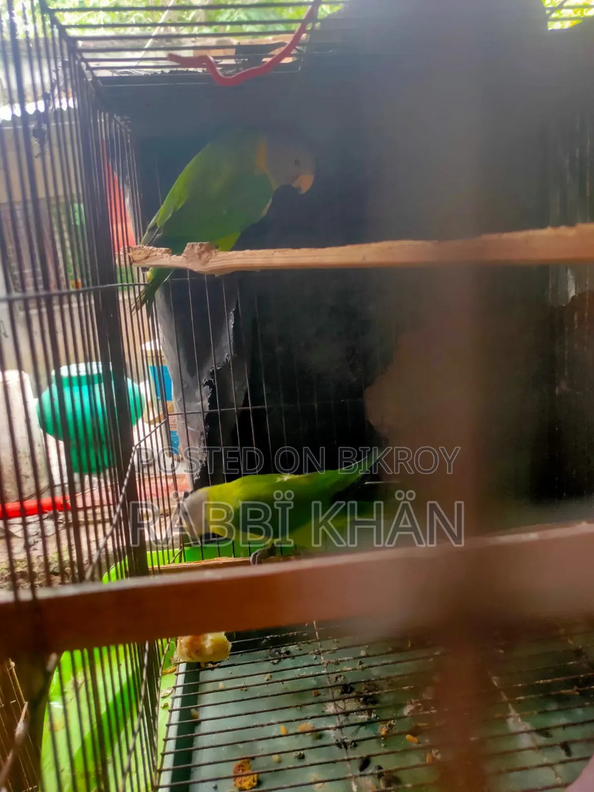 Parrot