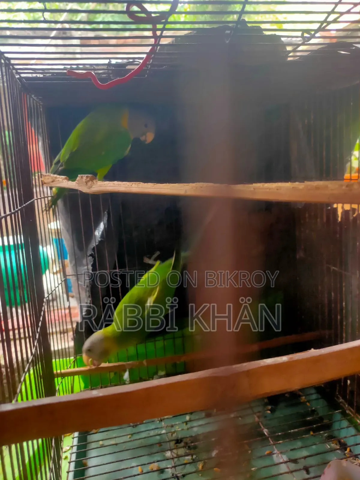 Parrot