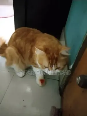 1+ Year Male Mixed Breed Persian Cat