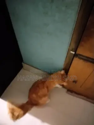 1+ Year Male Mixed Breed Persian Cat