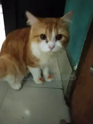 1+ Year Male Mixed Breed Persian Cat