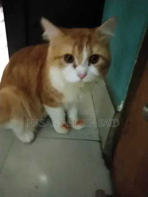 1+ Year Male Mixed Breed Persian Cat