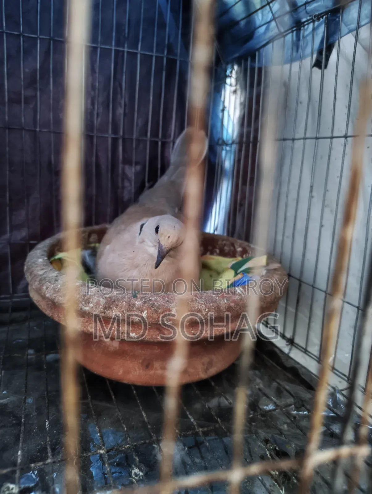 Australian Dove