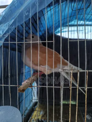 Australian Dove