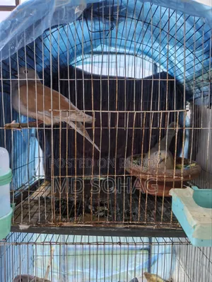 Australian Dove