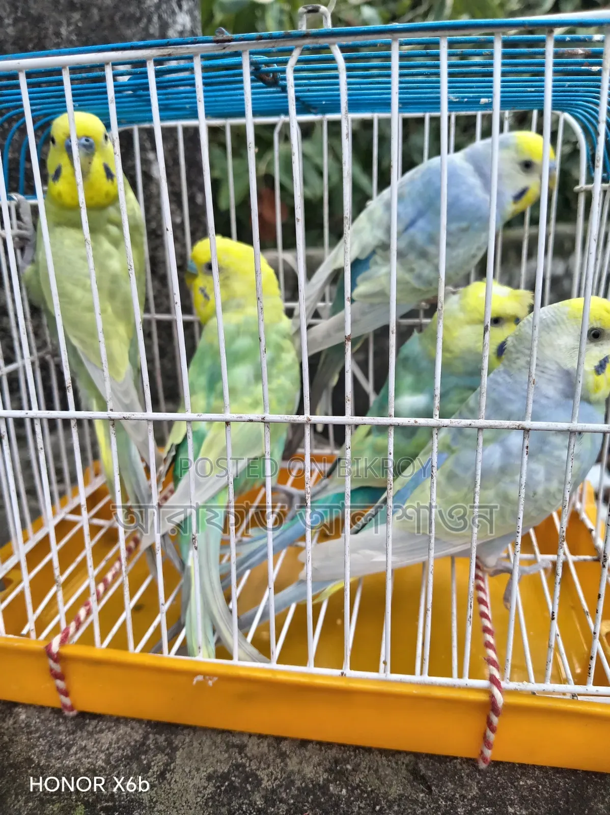 Some running Budgerigar male birds for sale