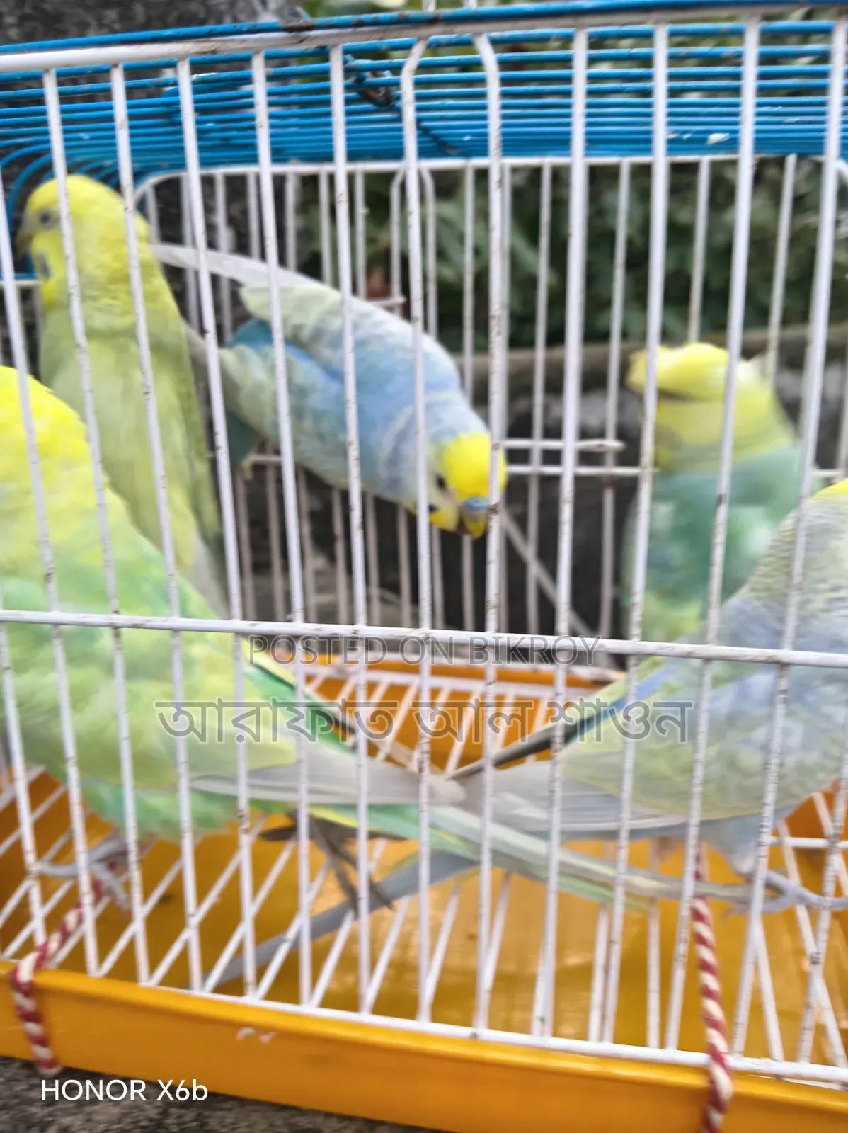 Some running Budgerigar male birds for sale